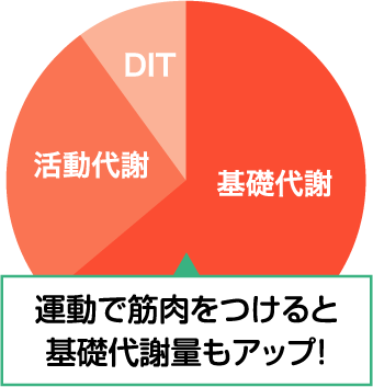 運動で筋肉をつけると基礎代謝量もアップ！